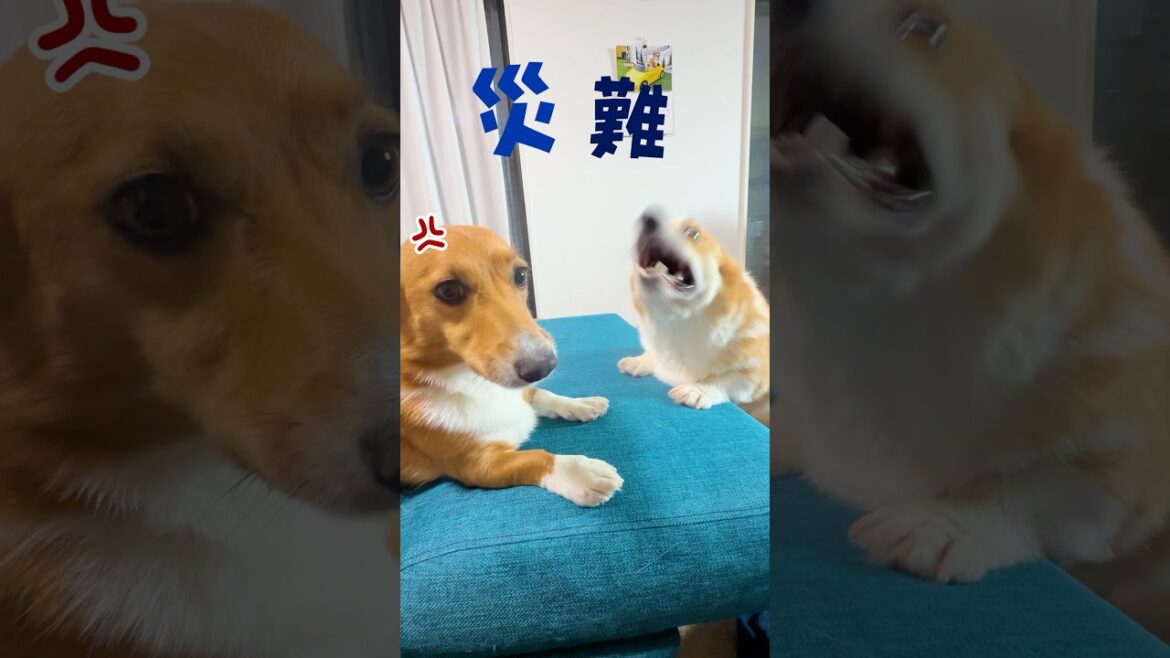 コーギー犬に絡まれた後輩犬が災難すぎる😖⚡️