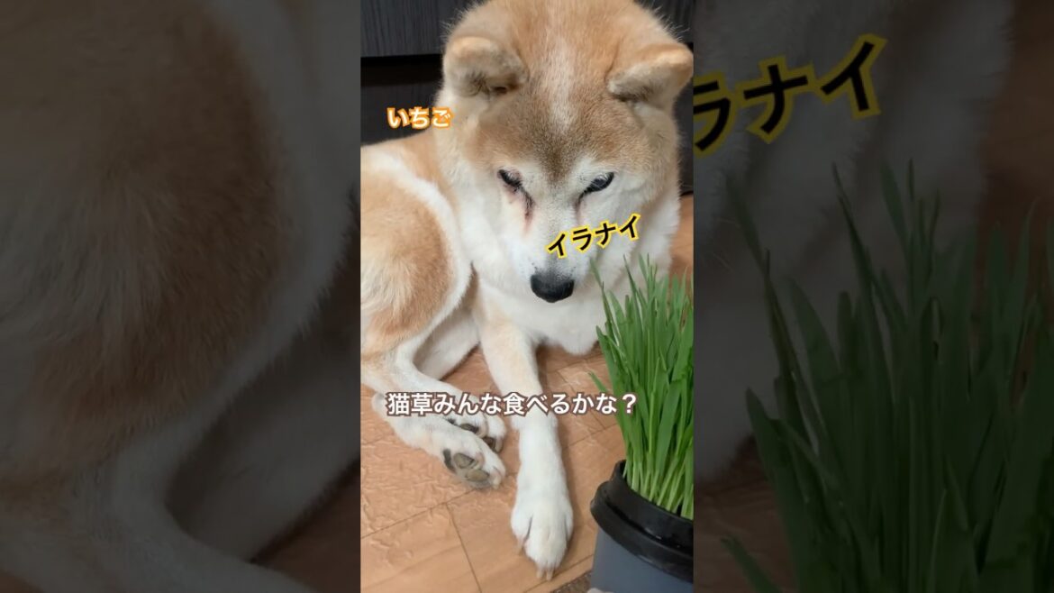 猫草を見たうちの犬と猫たちの反応。 #柴犬 #ねこ #黒猫 #茶トラ猫