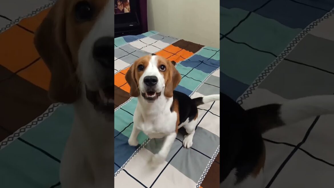 😅Messi Bola – Pressure Ban Gaya! 😳 Dekho End Tak, Twist Pakka Hai! 🐶🔥
