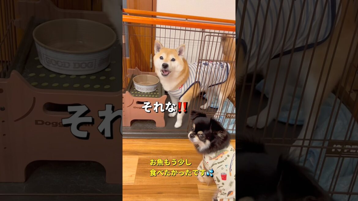 メインが足りない🤣💔#柴犬 #チワワ #shorts