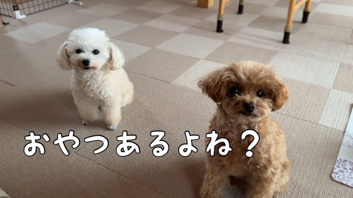 おやつの気配には敏感すぎるトイプードル姉妹