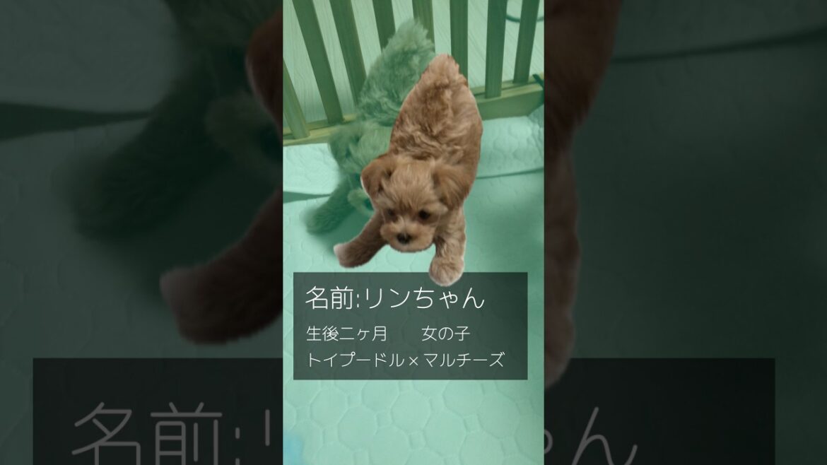 トイプードルとマルチーズのミックスの女の子が家族になりました　#トイプードル ＃マルチーズ #犬のいる生活 #こいぬ #dog #puppy