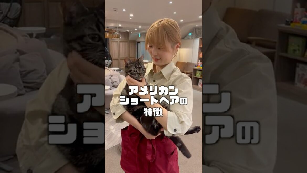 アメショってどんな猫？  #猫カフェmocha #猫のいる暮らし #ねこ