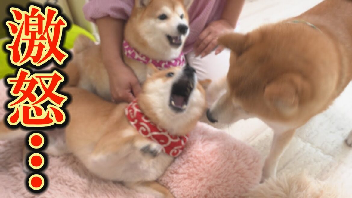 争いの末、仲直りしていた柴犬兄妹に突然、パンチを繰り出す空気が読めない次男の柴犬・・・