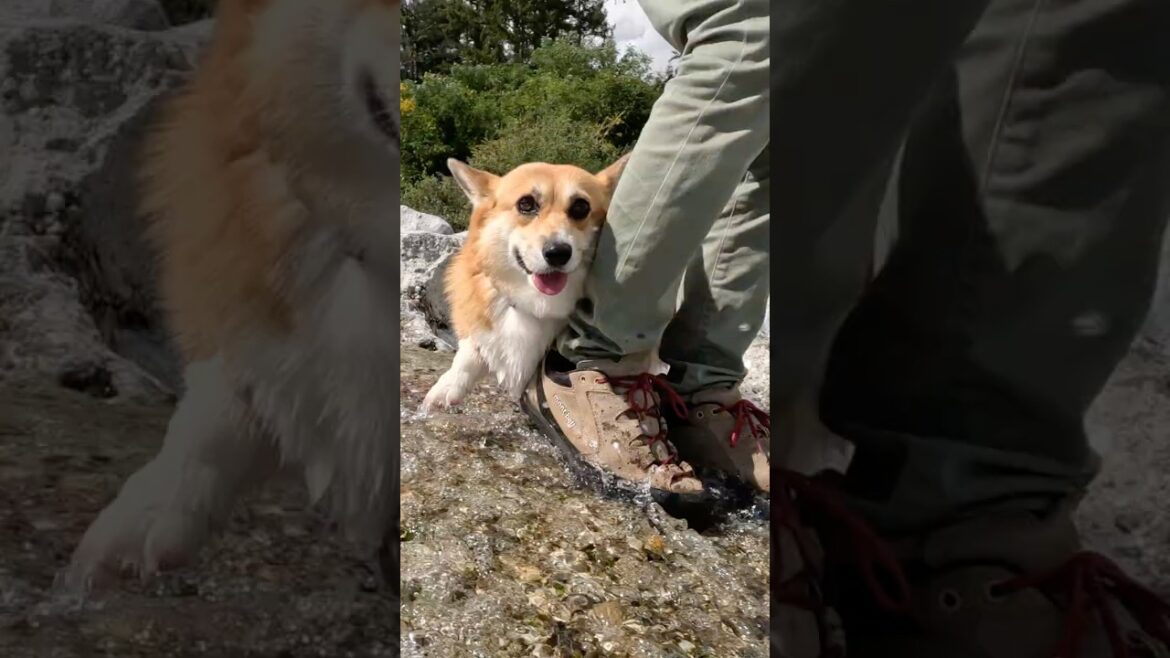 巧みな動きでついてくるコーギー / The Corgi following with skillful movements.#コーギー #corgi #サクラ