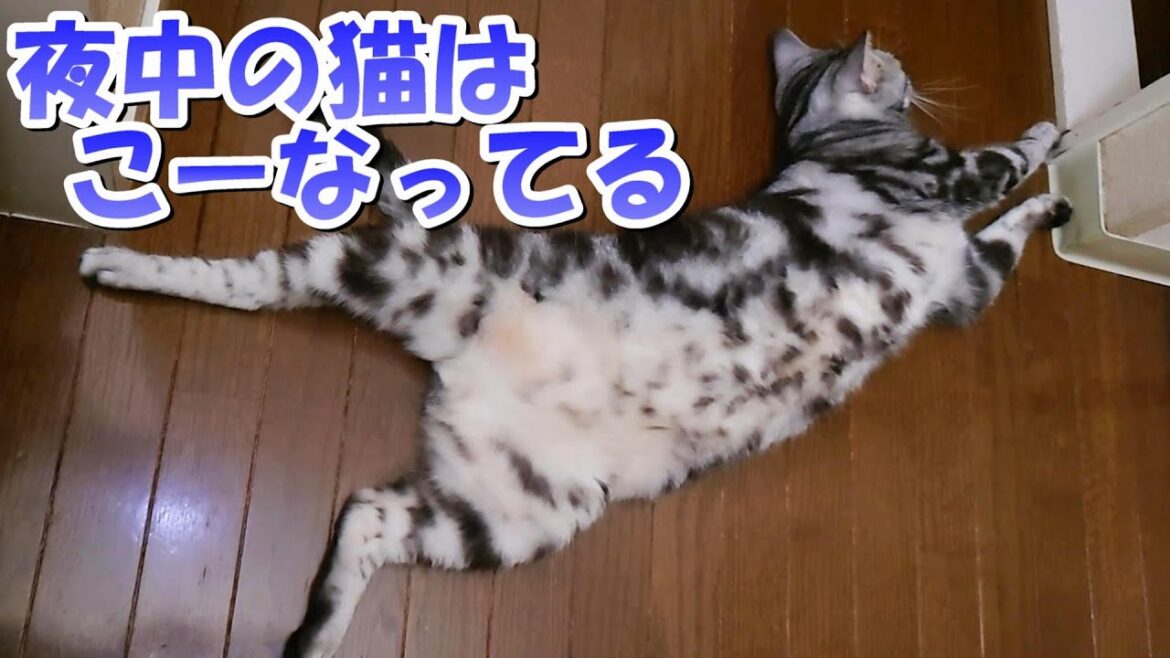 夜中のソラさんどーなってる?こーなってる(アメリカンショートヘア) 夜中のソラさんどーなってる?こーなってる(アメリカンショートヘア)
