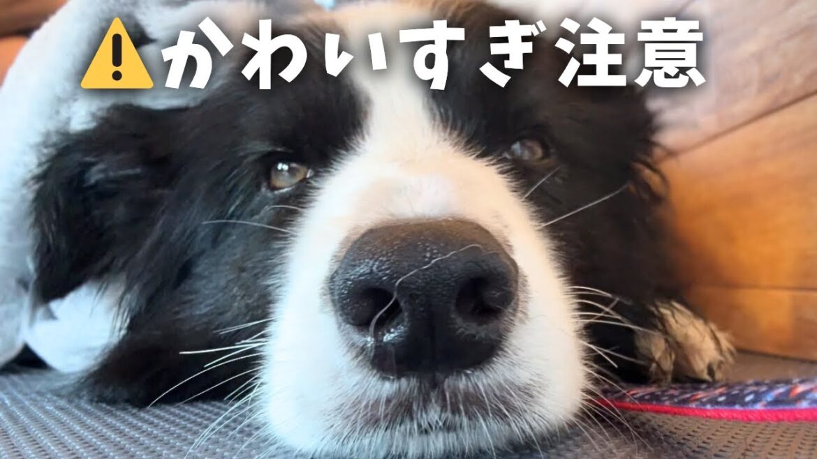 シャンプー中の愛犬が天才級にかわいい🥹【ボーダーコリー】 シャンプー中の愛犬が天才級にかわいい🥹【ボーダーコリー】