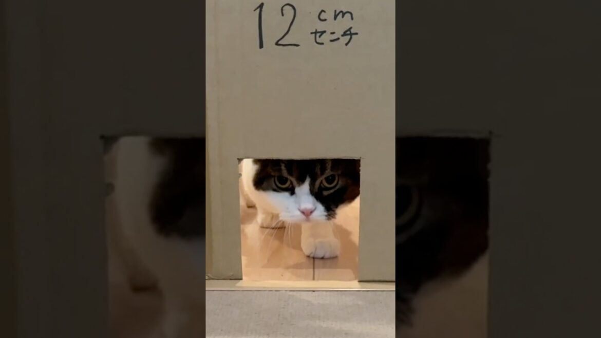 この穴通れる？#うま次郎 #スコティッシュフォールド #猫のいる暮らし #愛猫 #kitten #catvideos #catlovers #大きい #成長しすぎた