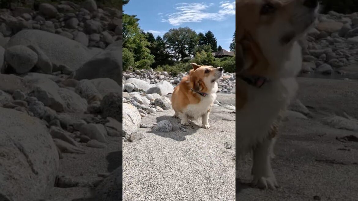 水から上がってブルブルするコーギー / A Corgi exiting the water and giving a big shake. #コーギー #corgi #サクラ