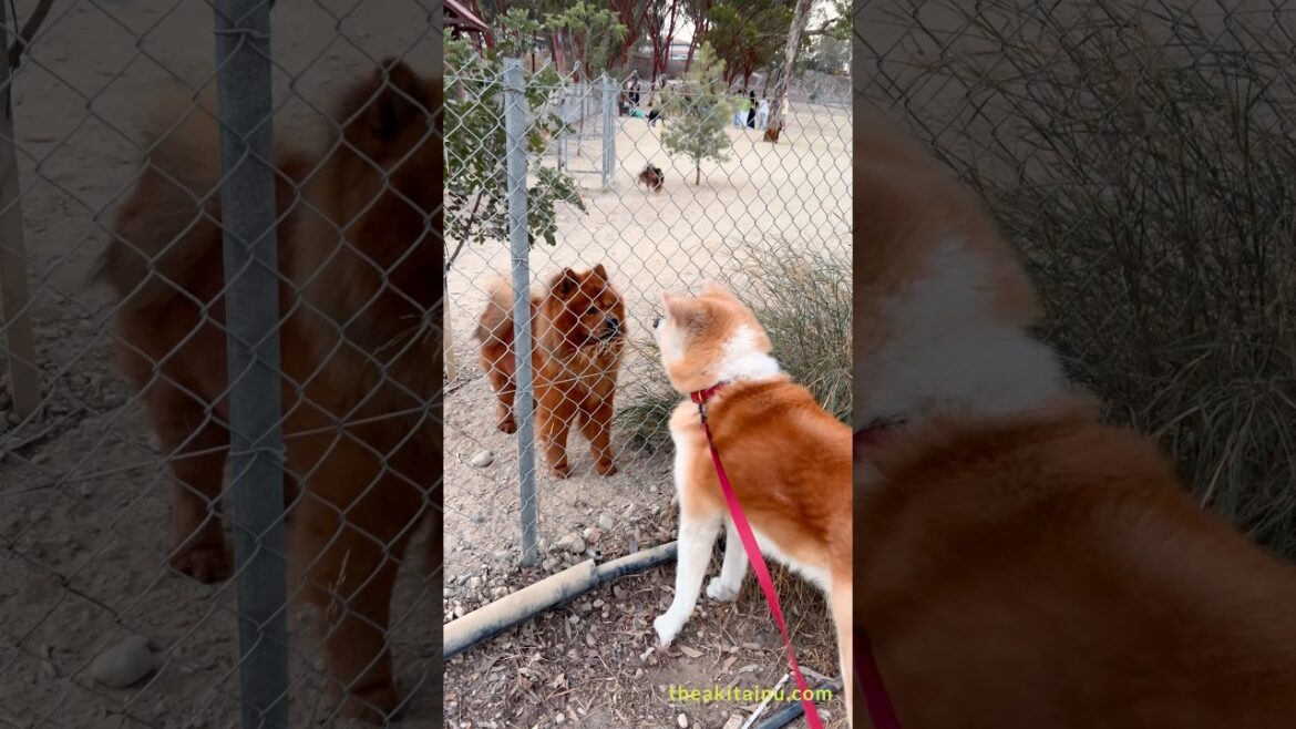 古の邂逅：秋田犬とチャウチャウ｜When Two Ancient Guardians Meet – Akita Inu & Chow