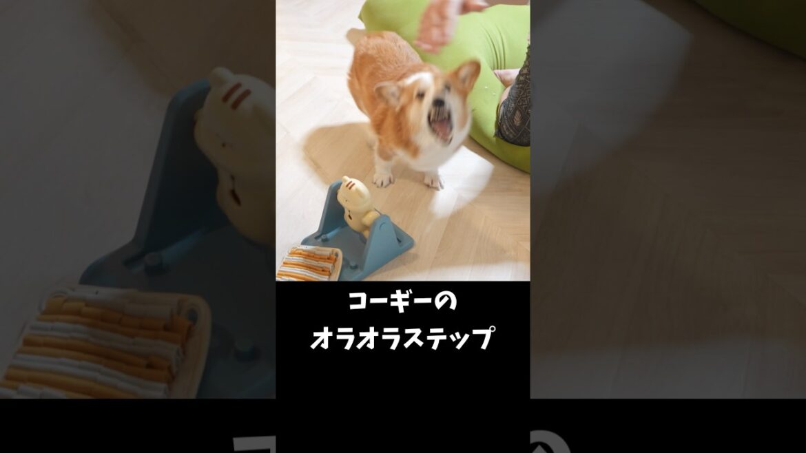 オラつくコーギー