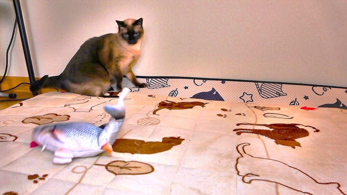 魚が飛び跳ねて！するシャム猫の驚き方が可愛🐟