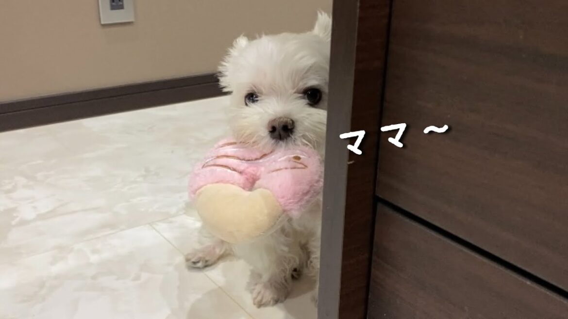 物陰から控えめにママを見つめてくる犬