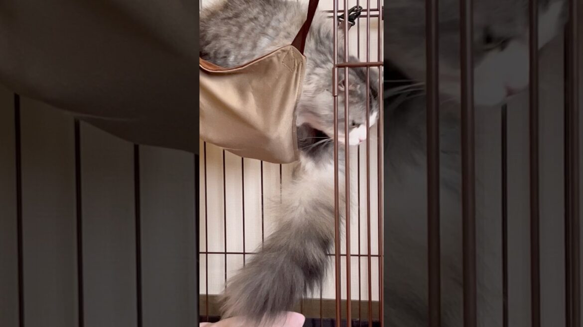 #尻尾 #ねこ #cat #猫猫#pets #おうちゃん #スコティッシュフォールド