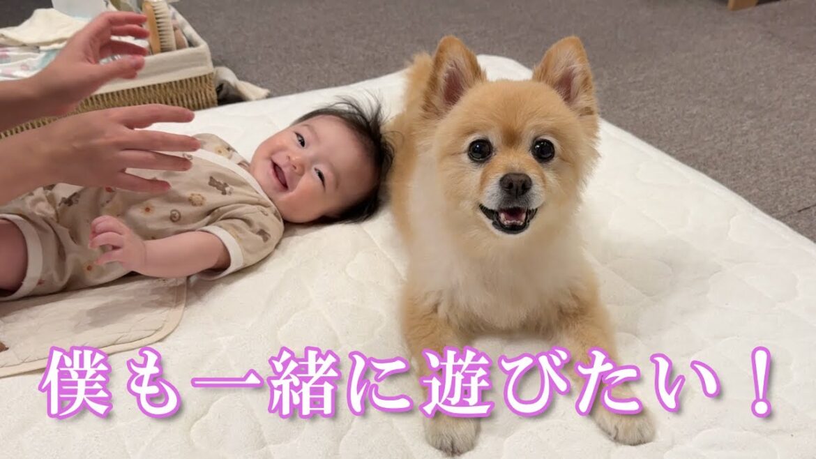 赤ちゃんと一緒に「きゅうり体操」を楽しむポメラニアンが可愛過ぎました…笑
