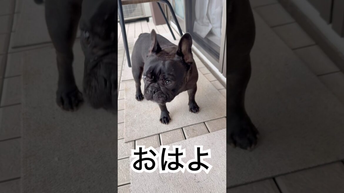 【今朝の凛さん】朝ベランダに出る黒いフレンチブルドッグ☀️#frenchie #frenchbulldog #frenchbulldoglife #shorts