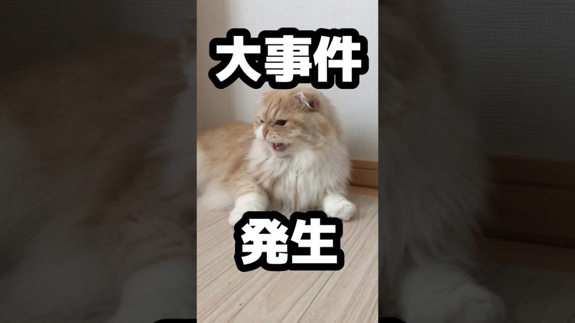 仔犬と猫の初対面　#cat #スコティッシュフォールド #ねこのいる生活 #ねこ動画 #こいぬのいる暮らし