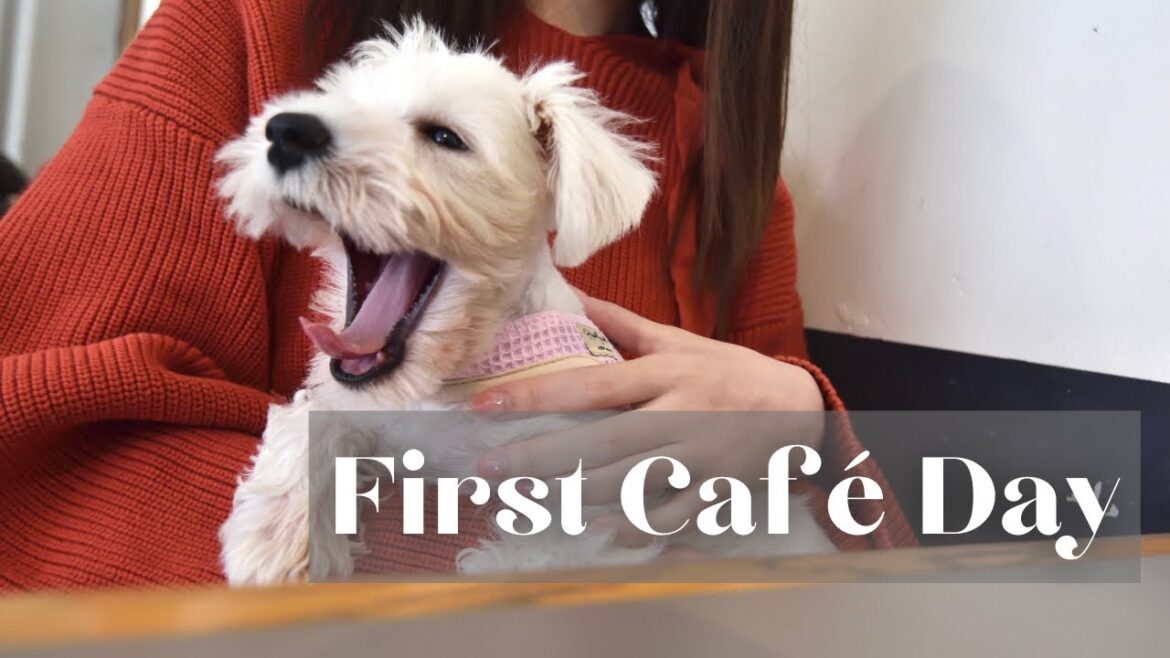 【はじめてのカフェ】お利口にできるかな？ミニチュアシュナウザーの挑戦☕️🐾　#シュナウザー #dog #pets