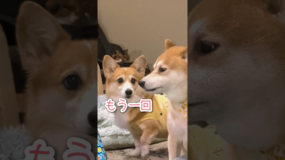惜しみなき賞賛 #柴犬スティーブ