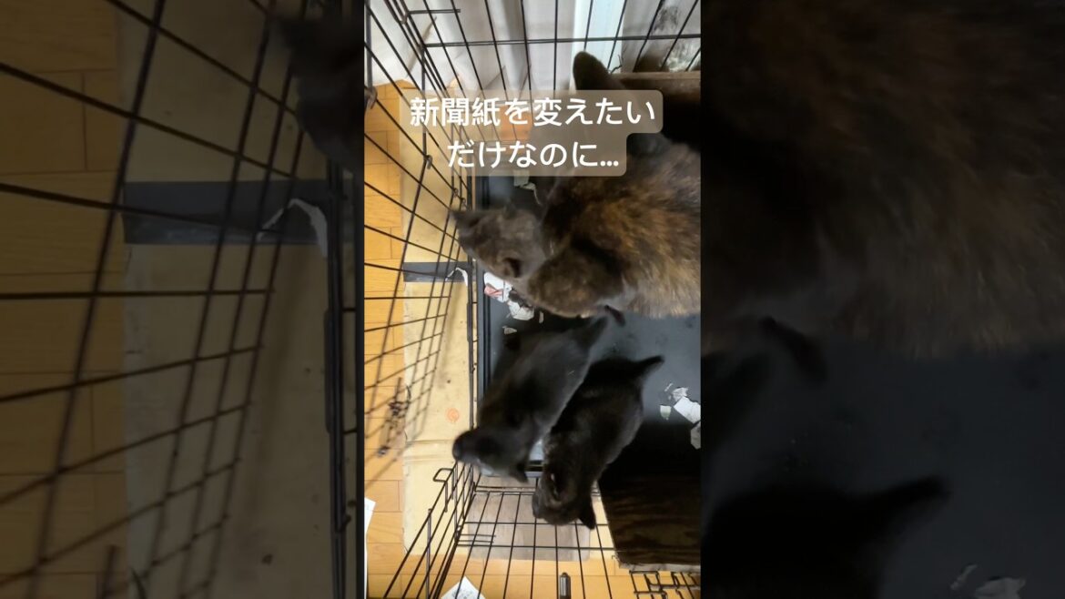 甲斐犬子犬　生後30日。新聞紙を変えるのも一苦労　#甲斐犬 #甲斐犬子犬 #可愛い #日本犬 #どさくさに紛れて出ようとするママ