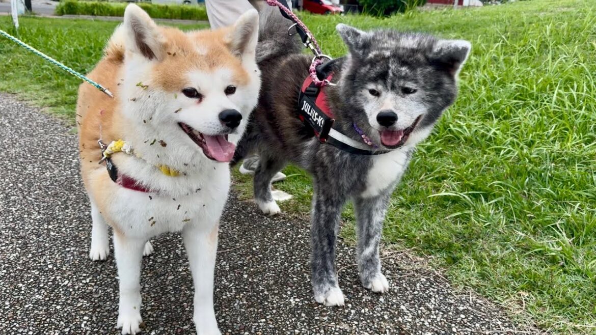 母の目を盗み、めいっぱい草の実を身体にまとって満足気な秋田犬こむぎ【Akita-inu】@akita-inu-pata