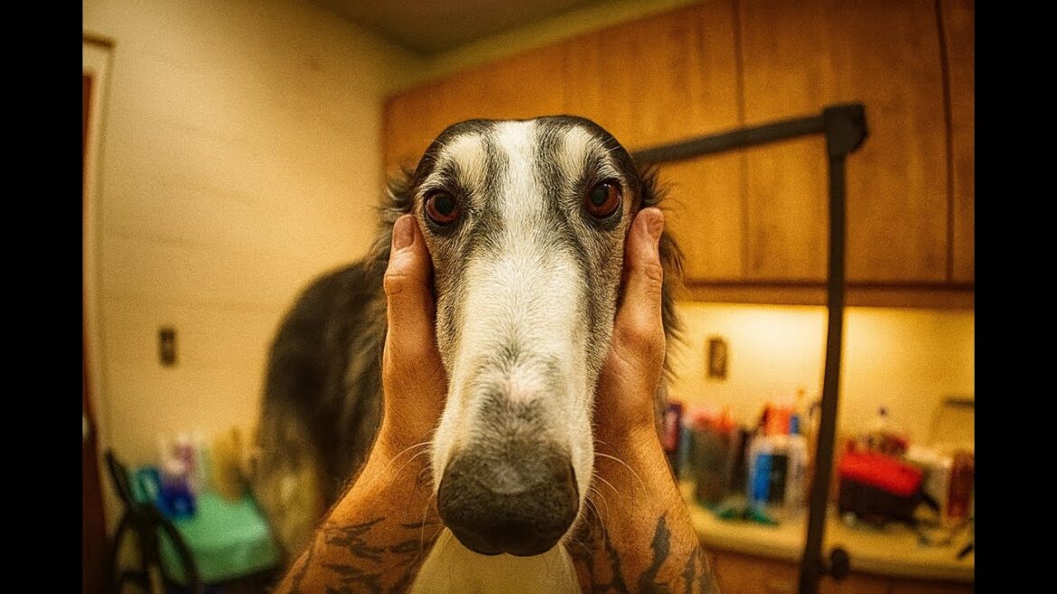 おそらく見たことのない珍しい犬種。犬のグルーミングをPOVでASMRで体験