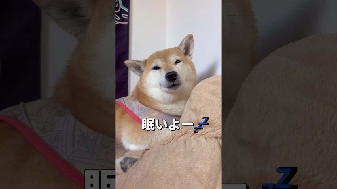 眠気に勝てない🐶💤#柴犬 #チワワ #shorts