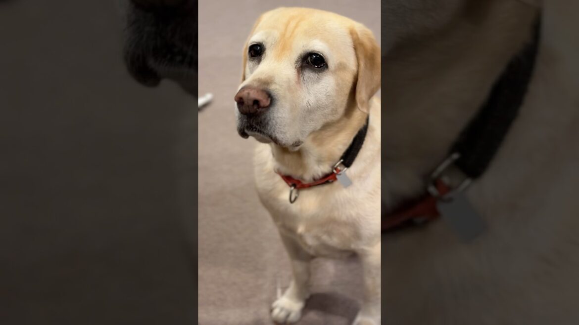 梨を鼻先でせがむラブラドールレトリーバー #shorts #ラブラドール #犬のいる暮らし #大型犬 #labradorretriever