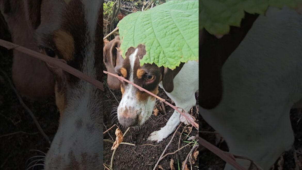 Cute Springer Spaniels. #dogs #springerspaniels #puppies