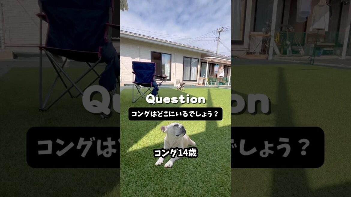 意外と見つからない⁉︎wクイズ！コングはどこにいるでしょう #shorts