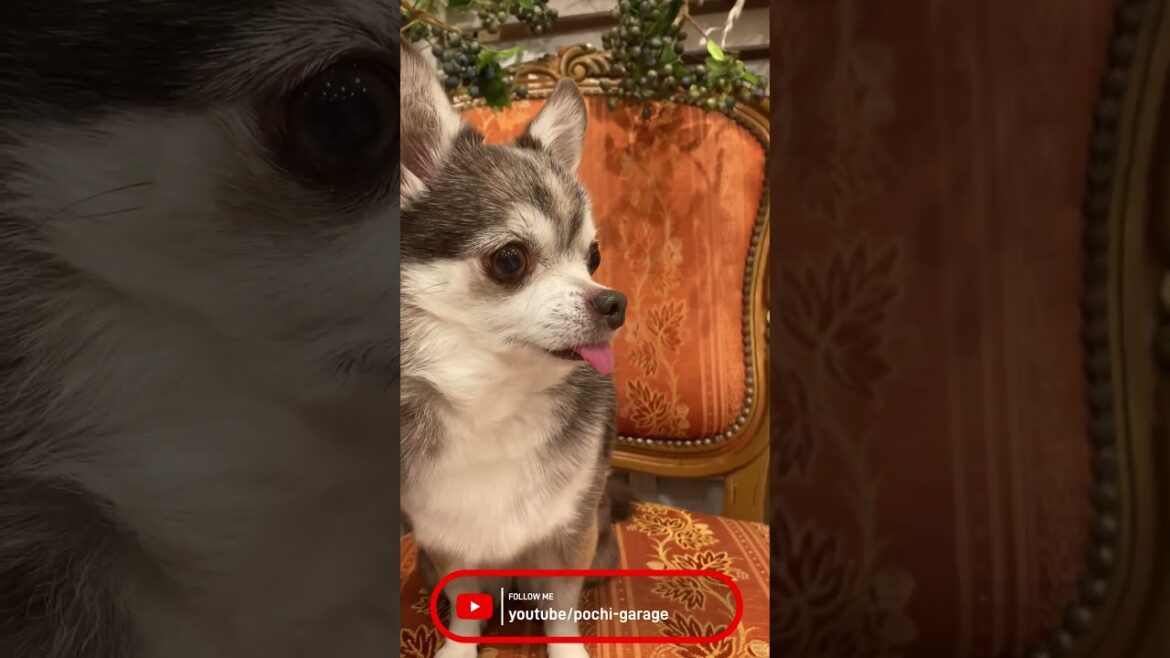 スムースコートチワワ チョ子ちゃん 撮影会 #Shorts #dog