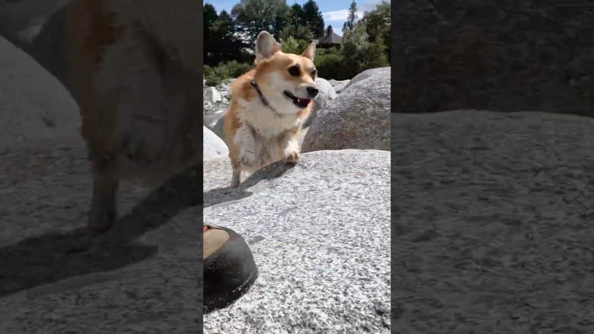 軽快な動きでついてくるコーギー / A Corgi trotting along with a nimble gait. #コーギー #corgi #サクラ