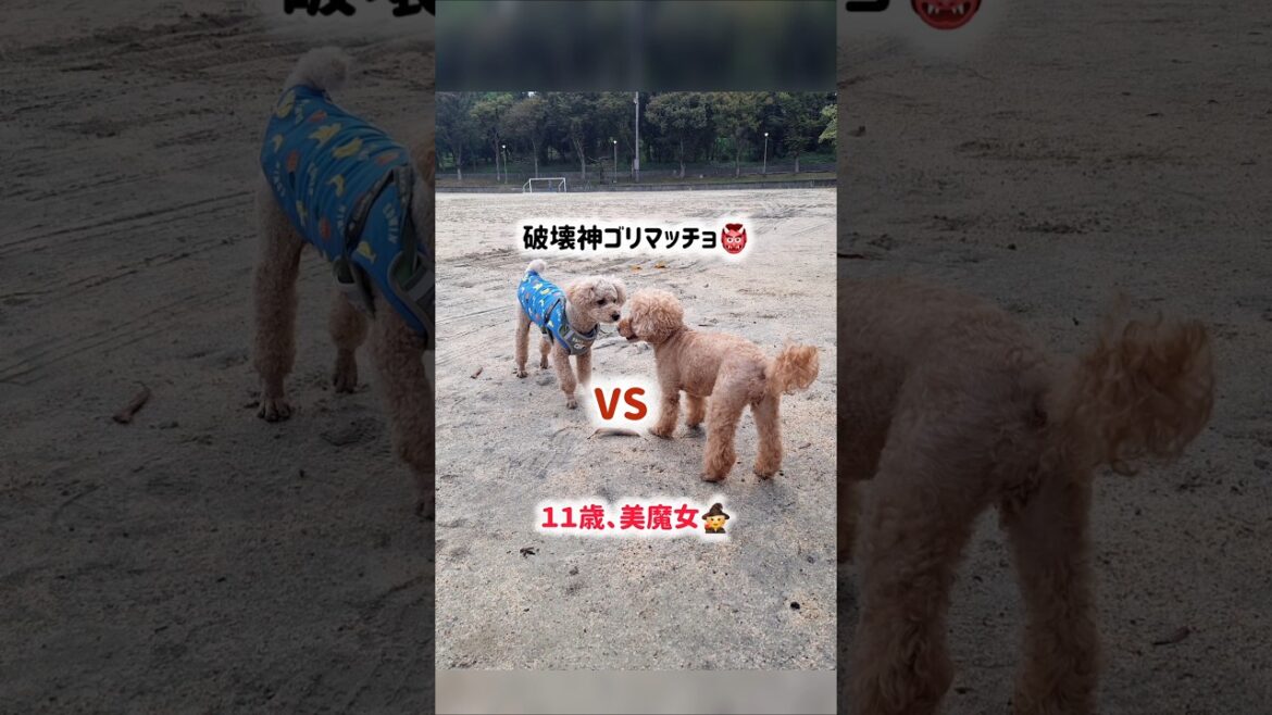 ダッシュ祭り #shorts #toypoodle #トイプードル #犬のいる生活  #犬の散歩 #いぬ #シニア犬 #愛犬 #パテラ犬 #ダッシュ #いぬばか部 #癒やし