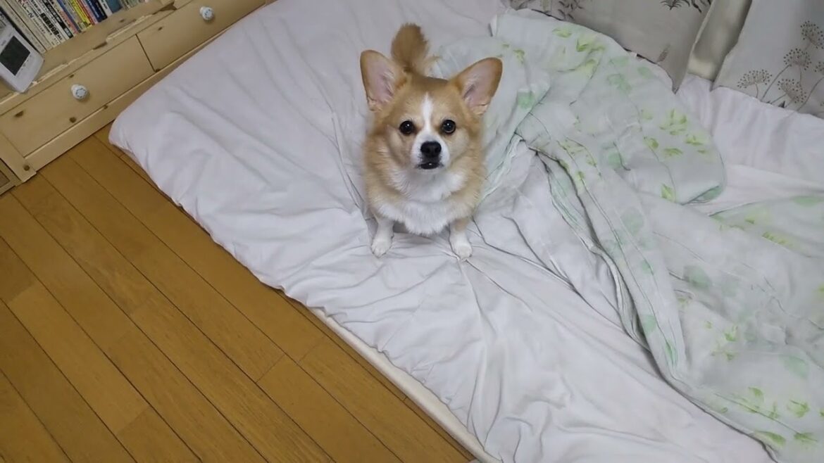 今朝のちょび【ちょび】【コーギー×ペキニーズ】