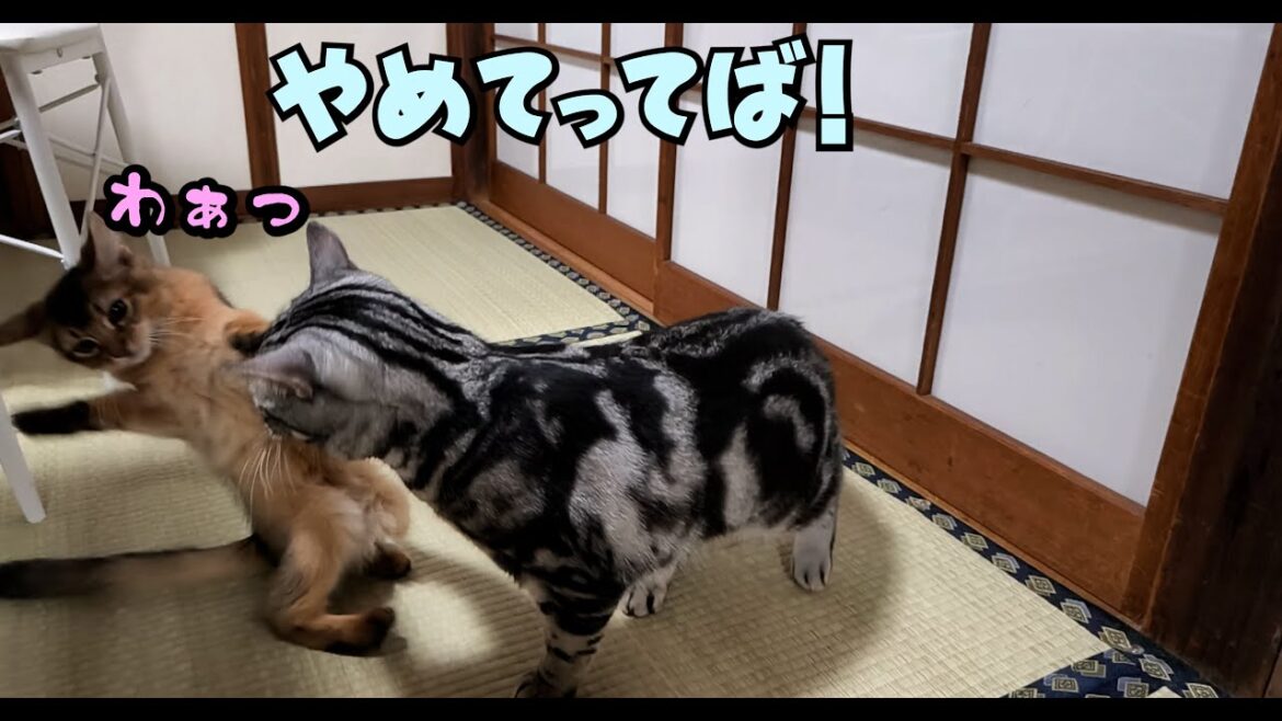 ソマリの男の子がわが家にきて2ヵ月、先住猫のアメショーに怒られたりするも手作りごはんで血便も回復に！