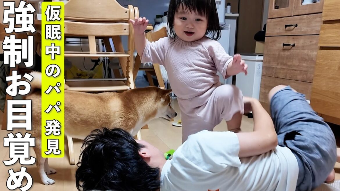 柴犬と2歳娘が仕事で疲れて寝ているパパを見つけたらこうなりました笑