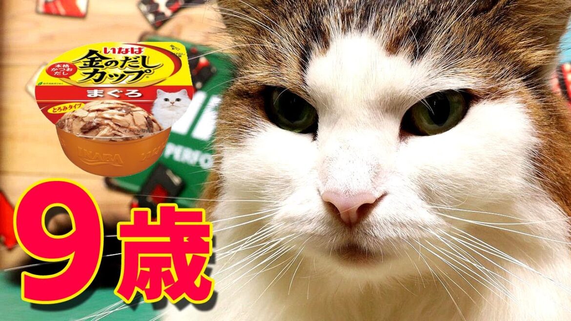 【9歳】ノルウェージャンフォレストキャット【記録】金のだしカップ