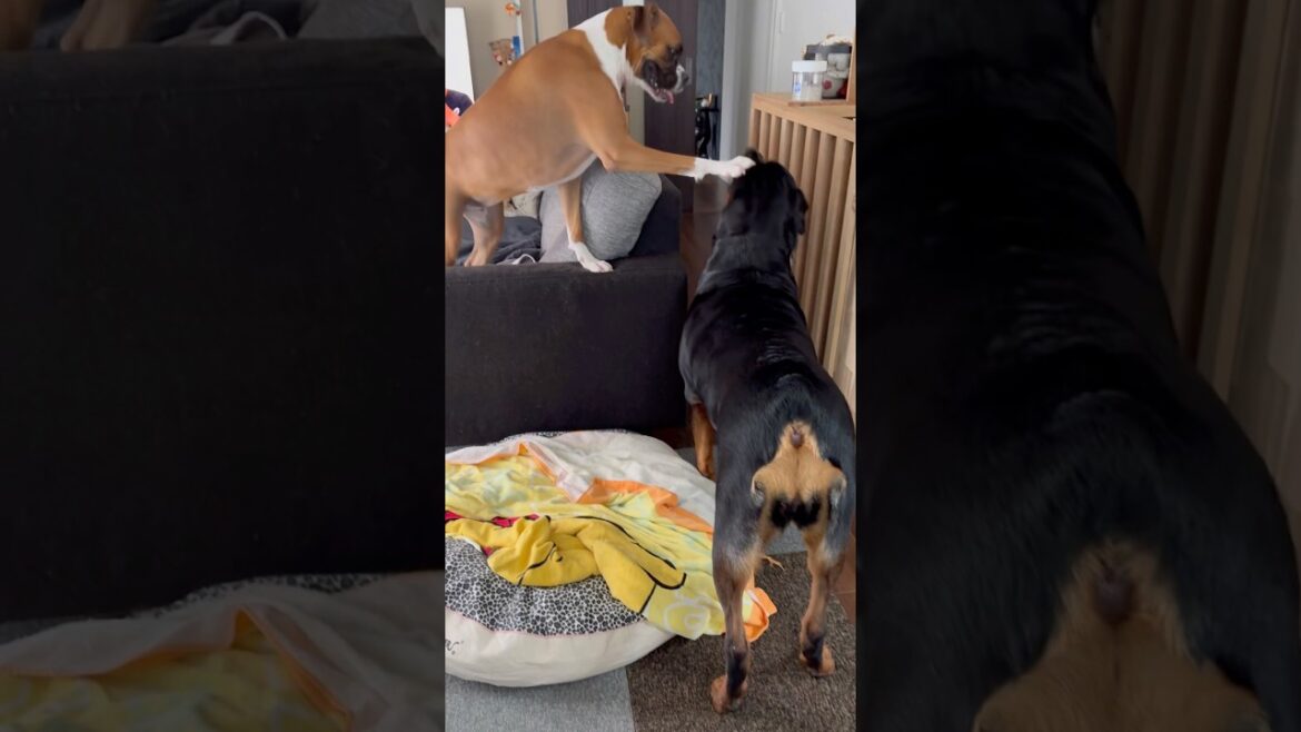 ボクサーにどつかれるロットワイラー