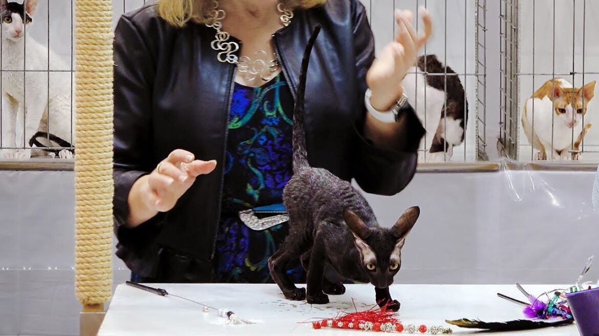 CFA International Show 2018 - Cornish Rex kitten class judging