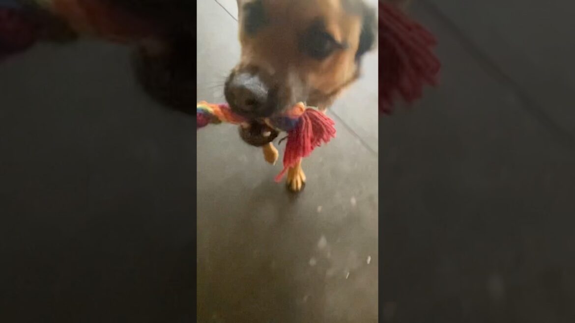 😎🥳💀 最高に面白い犬の新しいクリップ Rusty 2025 新しい Rusty ビデオ コメディで笑わないようにしてください #面白い