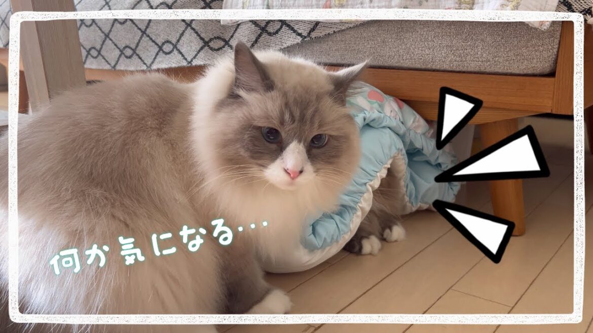 まな猫たちのやり取りが面白過ぎます #猫動画 #アビシニアン #ノルウェージャンフォレストキャット #サイベリアン #cat