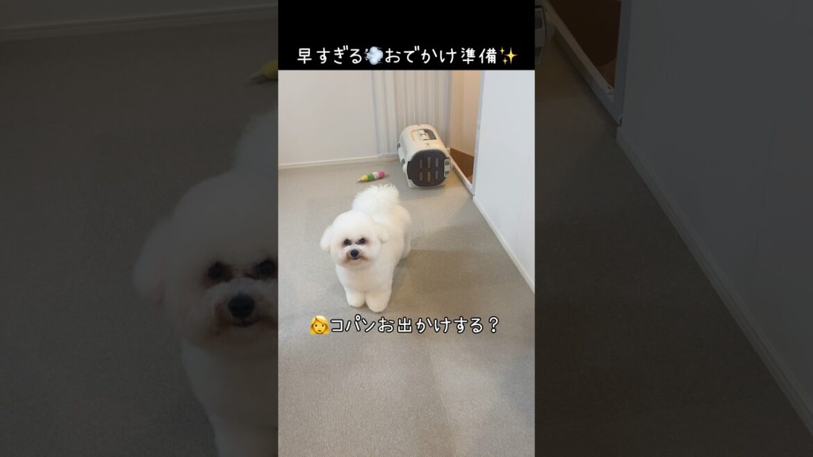 お出かけ大好き💕準備早すぎて笑😂【ビションフリーゼ】【コパン】