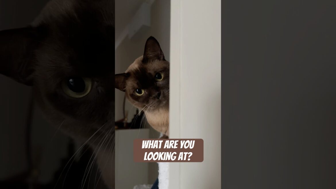 Why is bro looking at me like that? 😭 #catshorts