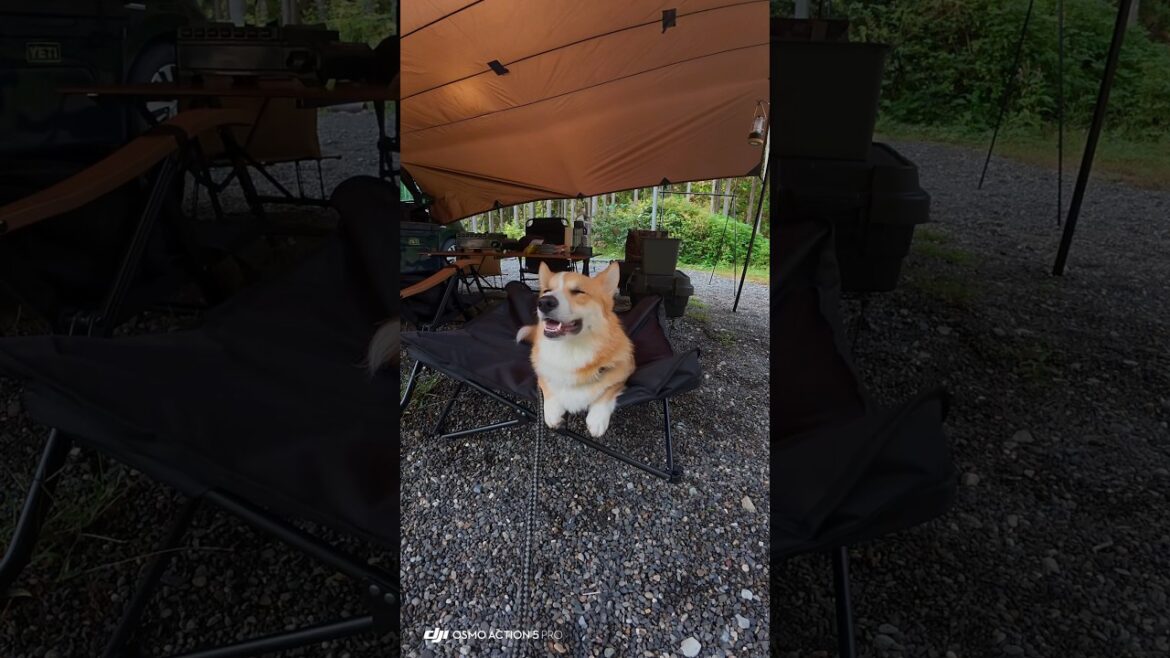 最近キャンプ慣れしてきたハム　#コーギー #ウェルシュコーギーペンブローク #コーギーキャンプ　#キャンプ犬 #コーギーのいる暮らし #尻尾コーギー #天川村キャンプ場　#西之谷ふれあいの森キャンプ場