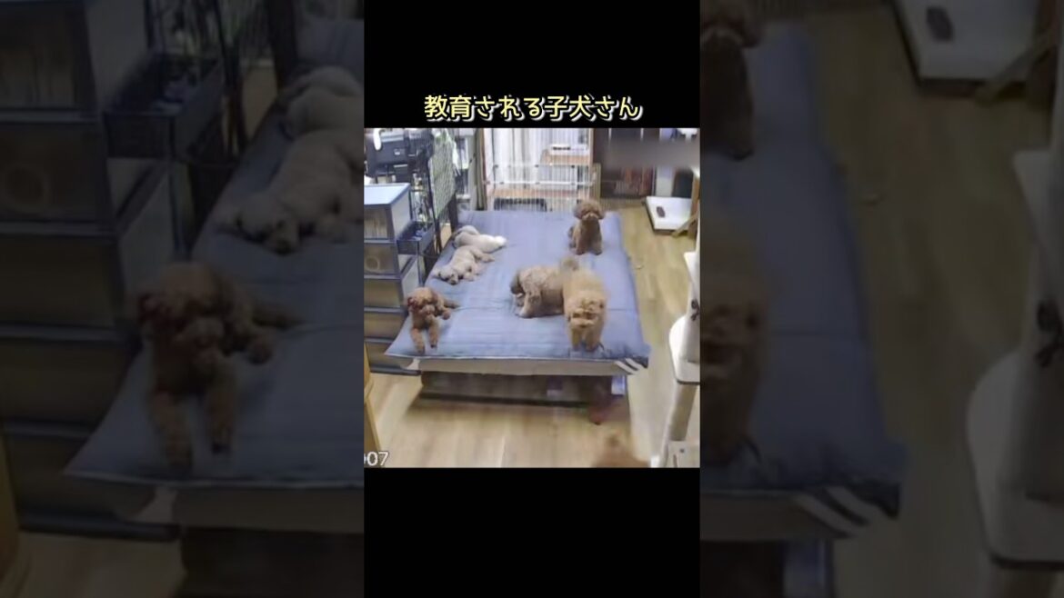 教育される子犬さん#トイプードル #toypoodle #子犬 #dog