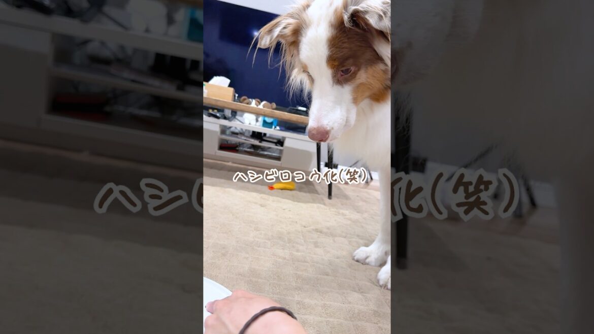 ロボット掃除機が大好きすぎる犬が激しすぎる😂【オーストラリアンシェパード】#shorts