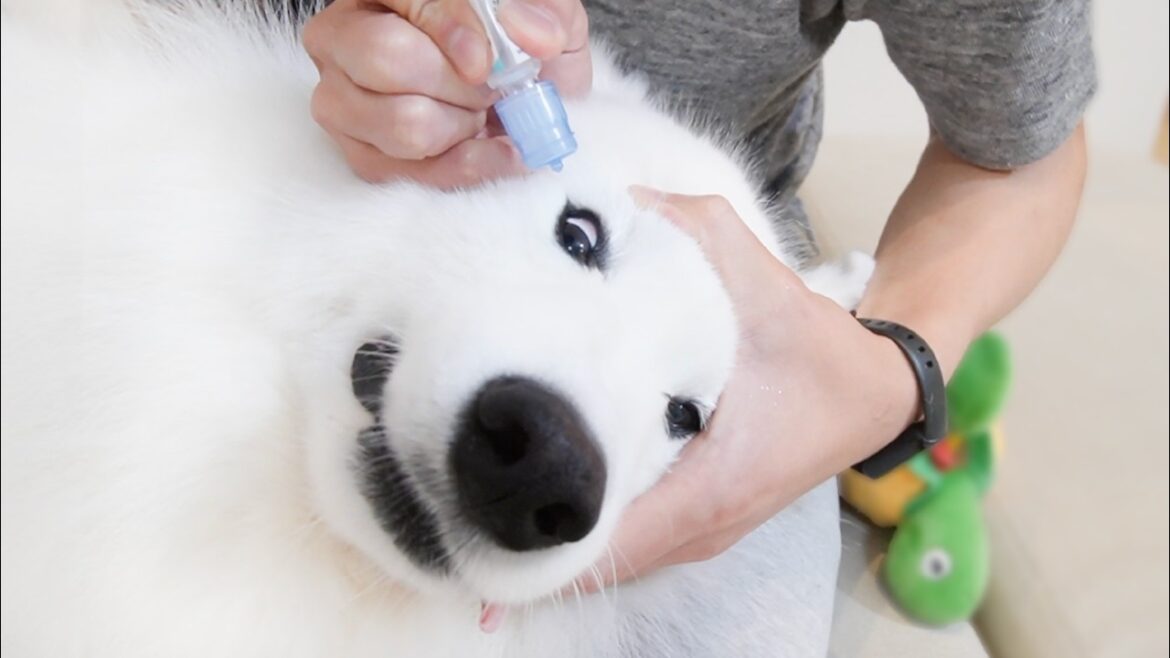 ママとパパで分かりやすく態度を変える犬が露骨すぎてかわいい…