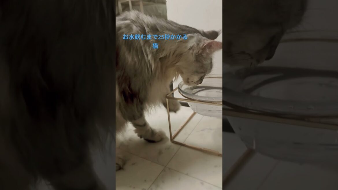 メインクーン2代目🐈‍⬛お水飲むまで時間がかかります😊#メインクーン#猫のいる暮らし