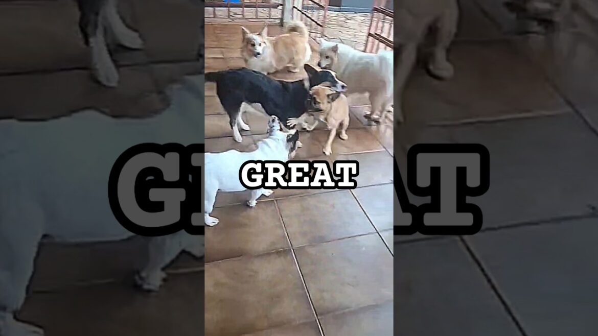 The most inspirational dog fight ever 🥊