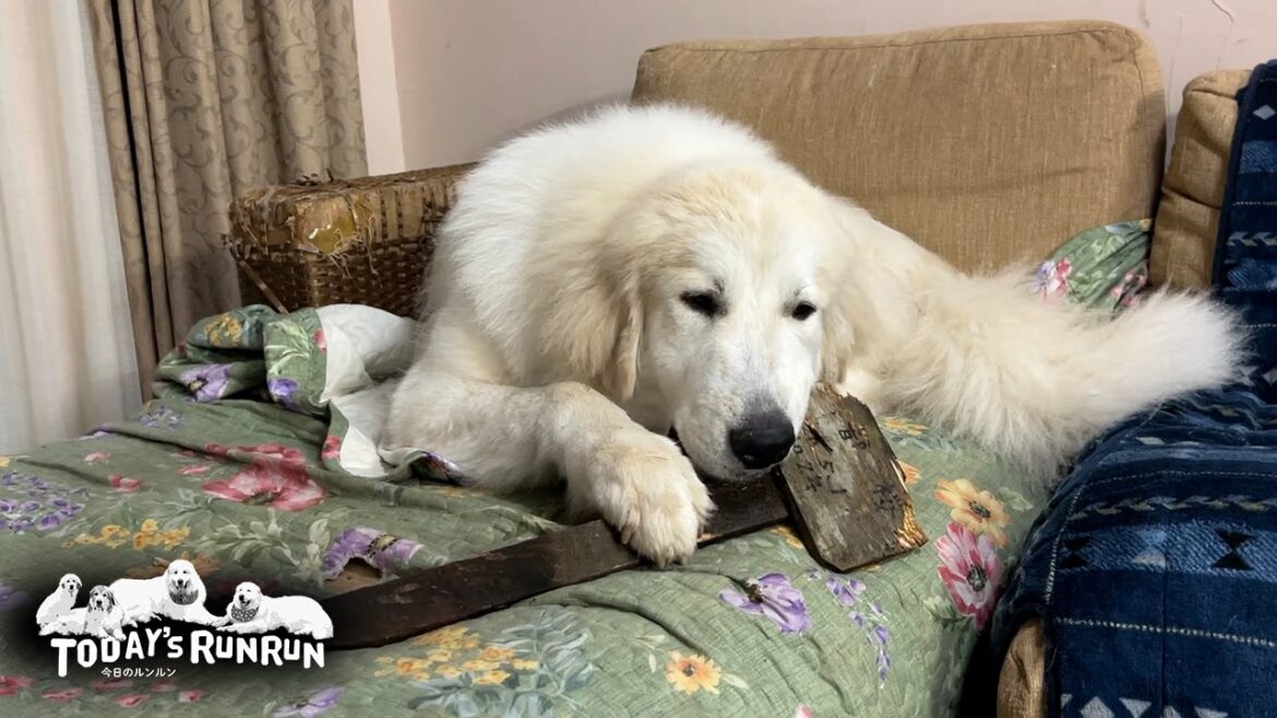 植木のプレートを引っこ抜いて回っているリリーです　Great Pyrenees　グレートピレニーズ